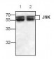 JNK Antibody